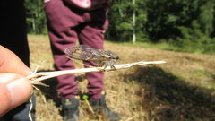 Tettigades ulnaria