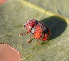 Cryptocephalinae