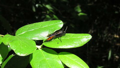 Elaphroptera