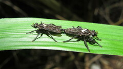 Pritchardia hirtipes