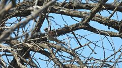 Synallaxis albescens