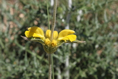 Phlomis lychnitis