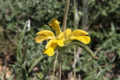 Phlomis lychnitis
