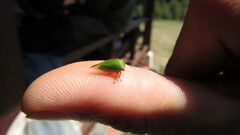 Alchisme rubrocostata