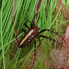 Alpaida grayi