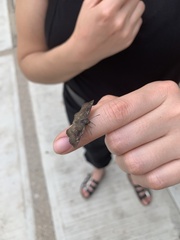 Pyrginae