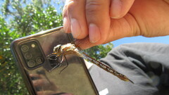 Rhionaeschna diffinis