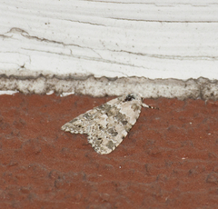 Bryophila domestica
