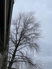 Liquidambar styraciflua