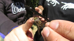 Rhionaeschna diffinis