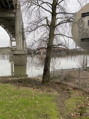 Liquidambar styraciflua