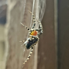 Alpaida grayi