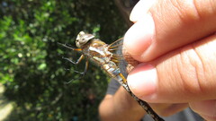 Rhionaeschna diffinis