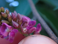 Lonchocarpus macrophyllus