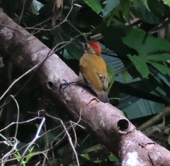 Dryobates passerinus