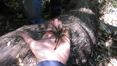 Phrixotrichus vulpinus