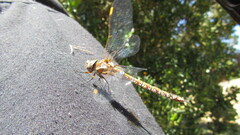 Rhionaeschna diffinis