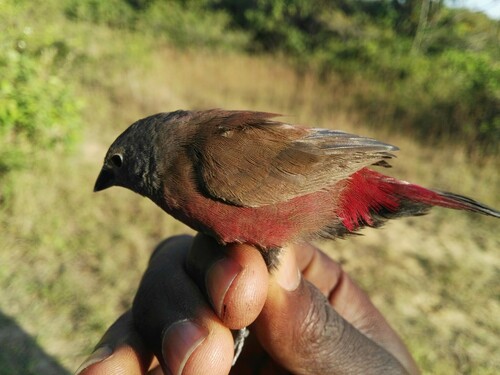 Rock Firefinch (Lagonosticta sanguinodorsalis), photo 4