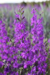 Delphinium ajacis