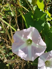 Calystegia sepium roseata x Silvatica disjuncta
