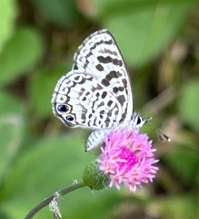 Leptotes cassius theonus