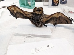 Yangochiroptera