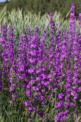 Delphinium ajacis