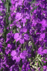 Delphinium ajacis