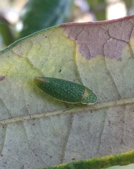 Rugosana