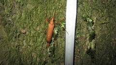 Proholopterus chilensis