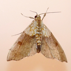 Agrotera nemoralis