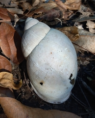 Megalobulimus oblongus