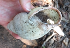 Megalobulimus oblongus