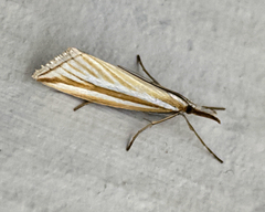 Hednota grammellus