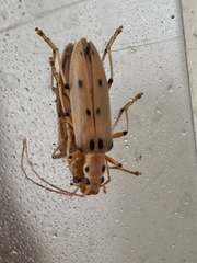 Parisopalpus nigronotatus