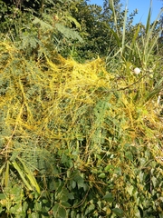 Cassytha filiformis