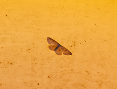 Cyclophora albipunctata