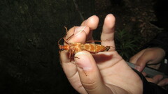 Proholopterus chilensis