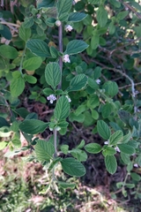 Lippia alba