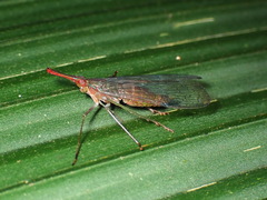 Lappidina