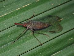 Lappidina
