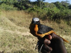 Cossypha albicapillus