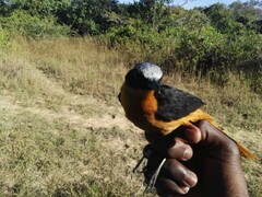 Cossypha albicapillus