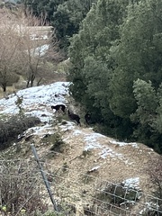 Cervus elaphus corsicanus