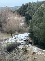 Cervus elaphus corsicanus