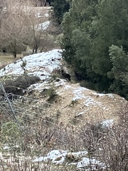 Cervus elaphus corsicanus