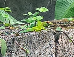 Anolis lividus