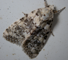 Bryophila domestica