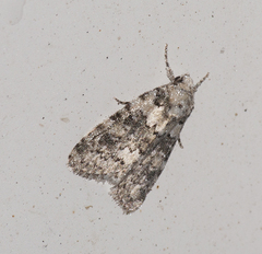 Bryophila domestica