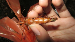 Proholopterus chilensis